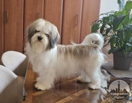 Bichon Havanese- vrhunski Havanski bišoni