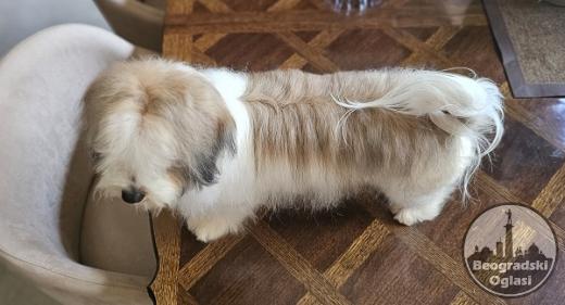 Bichon Havanese- vrhunski Havanski bišoni