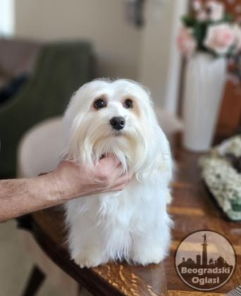 Bichon Havanese- vrhunski Havanski bišoni