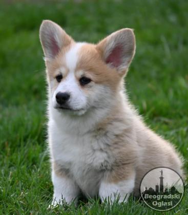 Velski korgi/Welsh Corgi Pembroke