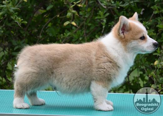 Velski korgi/Welsh Corgi Pembroke