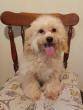 MALTIPOO