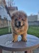 Na prodaju stene Chow Chow staro tri meseca