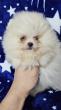 Pomeranac Boo stenci