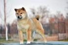 Shiba Inu