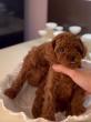 Teddy bear toy PUDLE – malene, prelepe