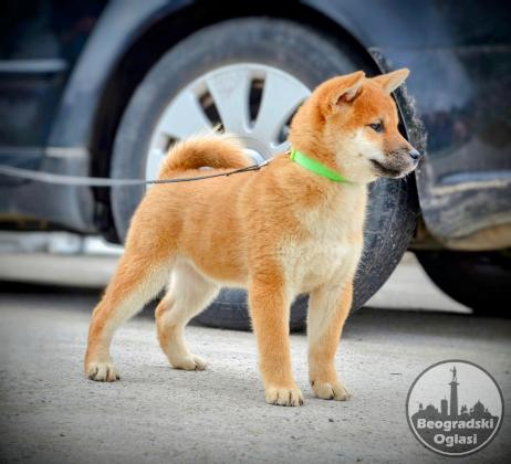 Shiba Inu štenci