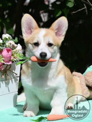 Velski korgi/Welsh Corgi Pembroke
