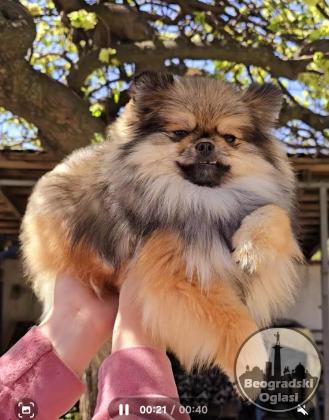Čistokrvni Boo štenci Pomeranca
