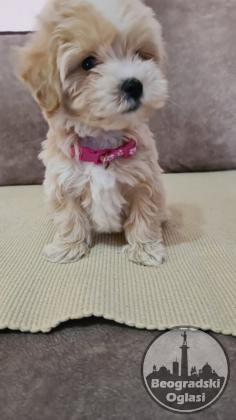Mini Maltipoo PRELEPI štenci