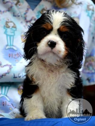 Cavalier King Charles španiel - blenheim i tricolor