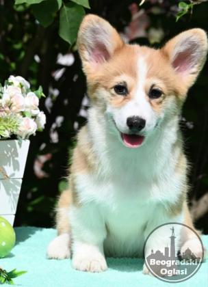 Velski korgi/Welsh Corgi Pembroke