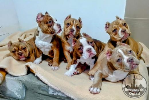 American bully exotic