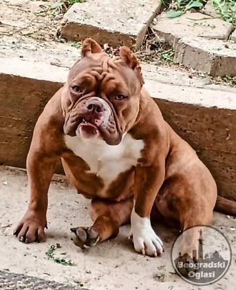 American bully exotic