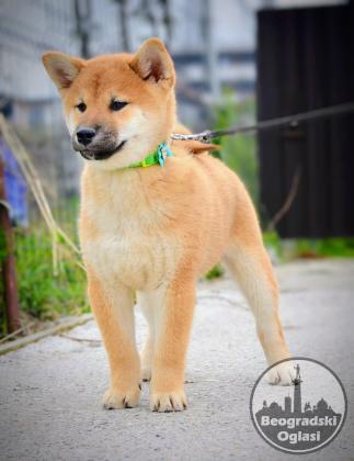 Shiba Inu štenci
