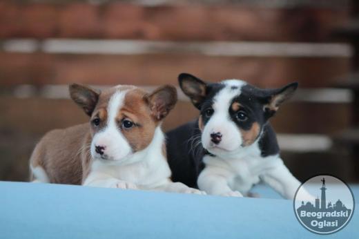 Basenji stenci povoljno