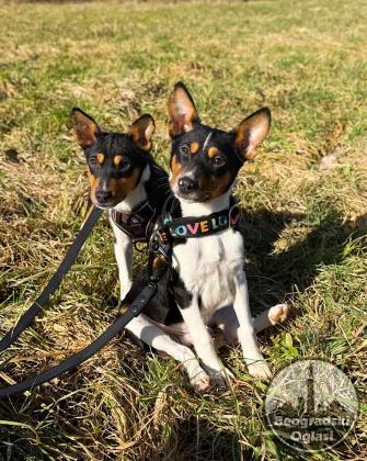 Basenji stenci povoljno