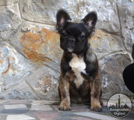 Francuski buldog fluffy