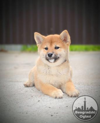 Shiba Inu štenci