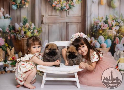 CHOW CHOW stenci