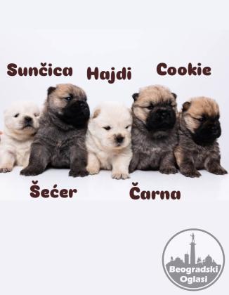 CHOW CHOW stenci