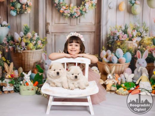 CHOW CHOW stenci