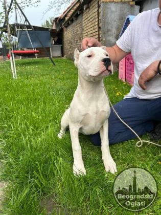 Dogo Argentino
