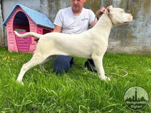 Dogo Argentino