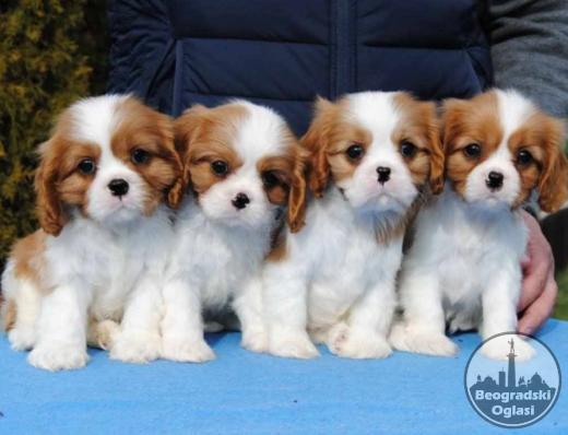 Dostupni štenci Cavalier King Charles spanijela