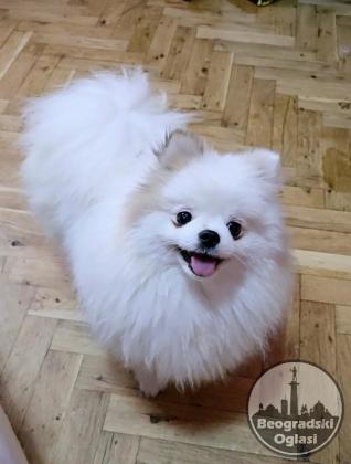 Čistokrvni Boo štenci Pomeranca
