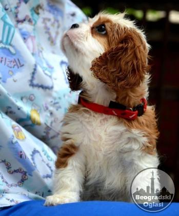 Cavalier King Charles španiel - blenheim i tricolor