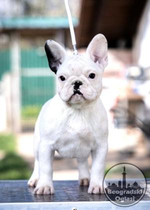 Francuski buldog,visokokvalitetno stene