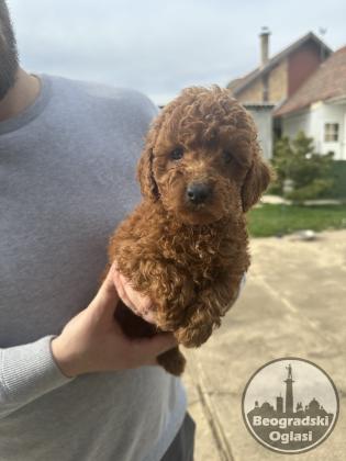 Mini crvene pudle!