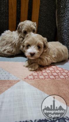 Mini Maltipoo štenci