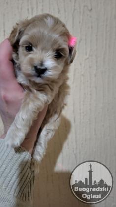 Mini Maltipoo štenci