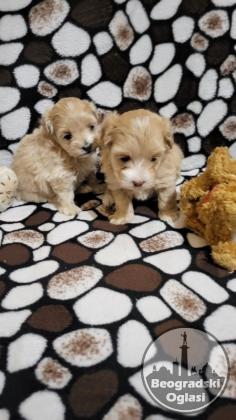 Mini Maltipoo štenci