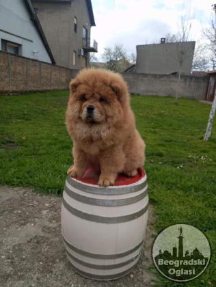 Na prodaju stene Chow Chow prelepog izgleda