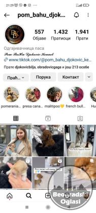 Odgaivacnica ekskluzivnih pomeranaca i pudli