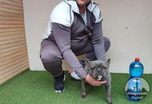 Parenje Blue Micro Extreme Gorilla  French Buldog-Kinez