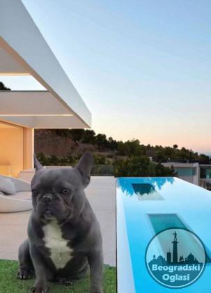 Parenje Blue Micro Extreme Gorilla  French Buldog-Kinez