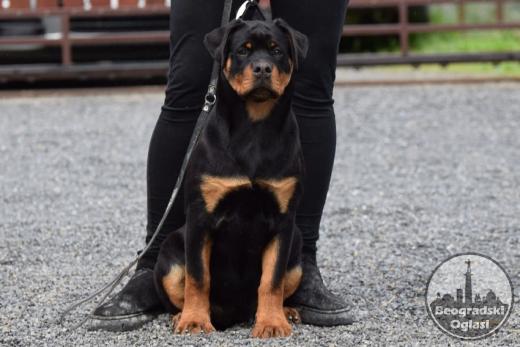 Poklanjam dve Rottweiler zenke