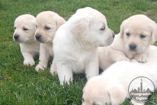 Prelepi, čistokrvni štenci labradora