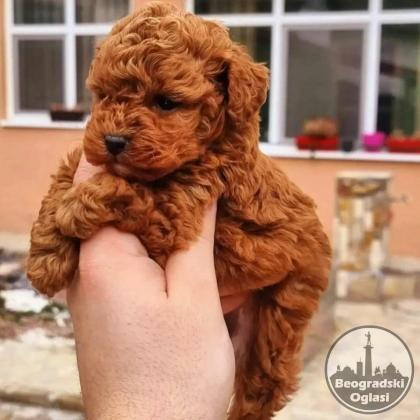 Teddy bear toy PUDLE – malene, prelepe