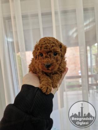 TOY crvene pudle