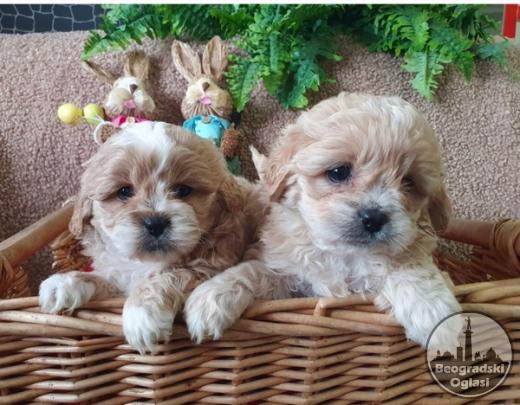 Maltipoo štenci