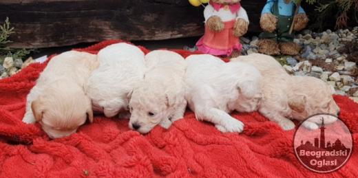 Maltipoo štenci