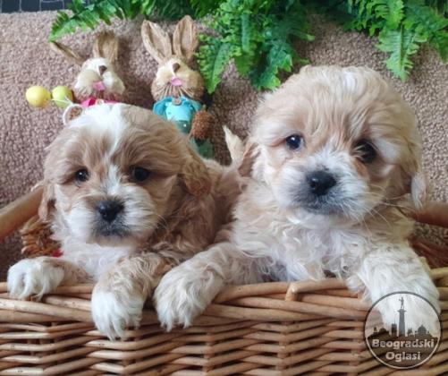Maltipoo štenci