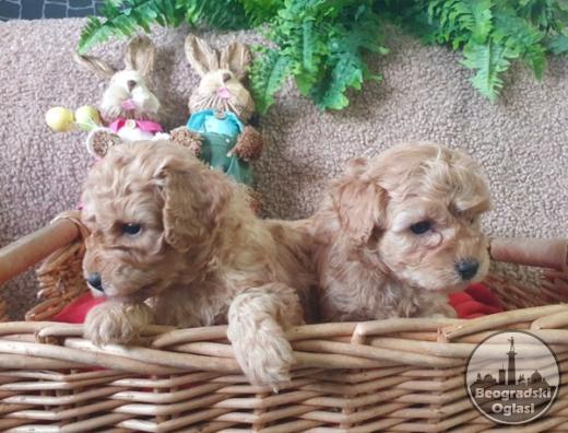 Maltipoo štenci