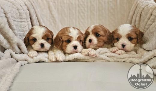 Cavalier King Charles Spaniel, štenad vrhunskog kvaliteta