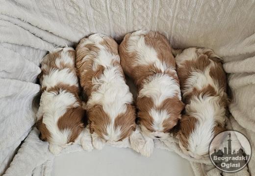 Cavalier King Charles Spaniel, štenad vrhunskog kvaliteta